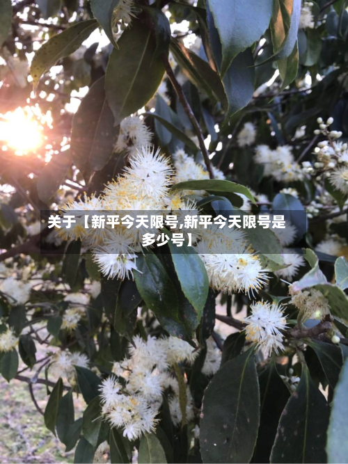 关于【新平今天限号,新平今天限号是多少号】-第2张图片