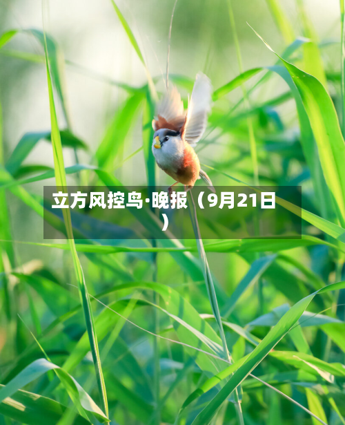 立方风控鸟·晚报(9月21日)-第3张图片